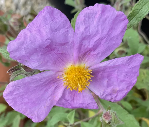 Rock Rose